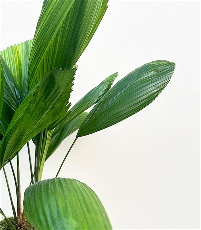 Licuala Grandis Chrome Saksıda Kıvrımlı Yelpaze Palmiyesi 80 cm