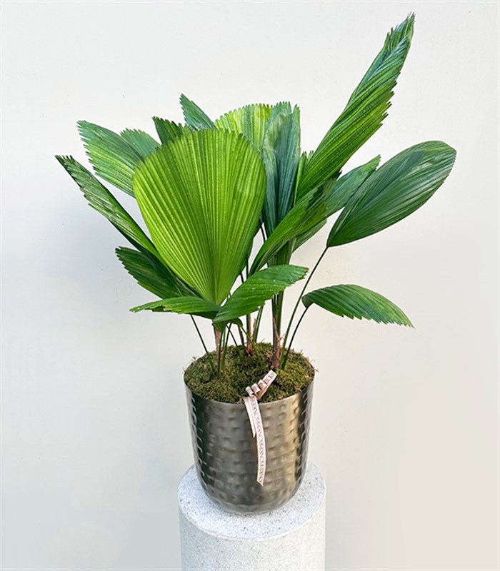 Licuala Grandis Chrome Saksıda Kıvrımlı Yelpaze Palmiyesi 80 cm