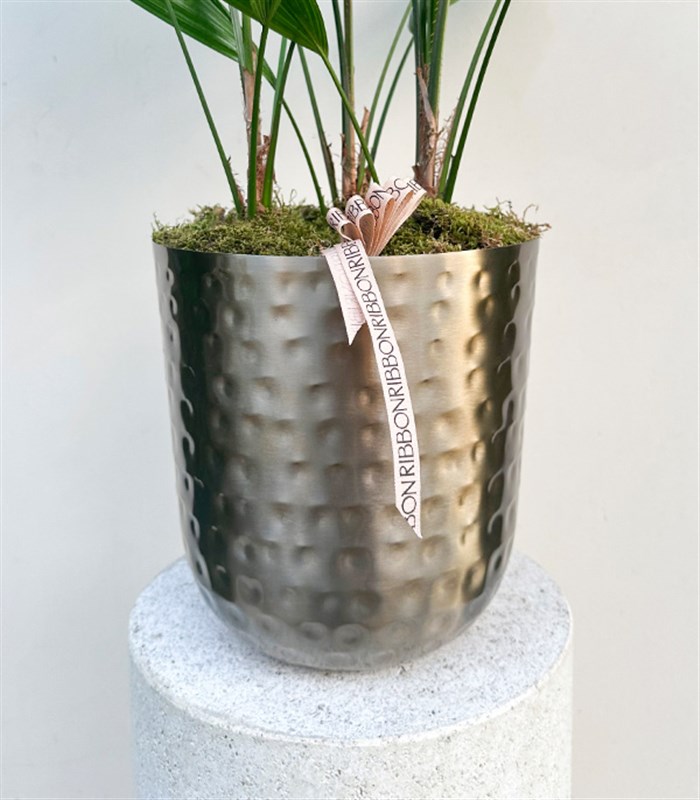 Licuala Grandis Chrome Saksıda Kıvrımlı Yelpaze Palmiyesi 80 cm