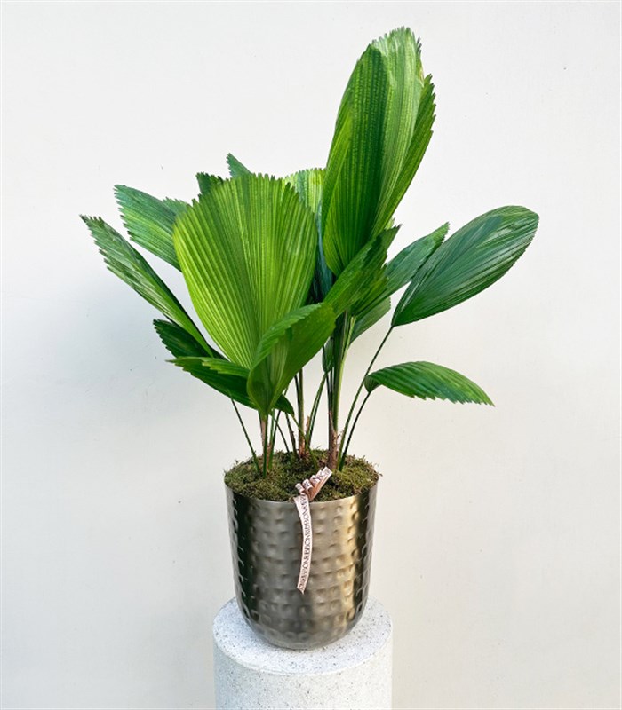 Licuala Grandis Chrome Saksıda Kıvrımlı Yelpaze Palmiyesi 80 cm