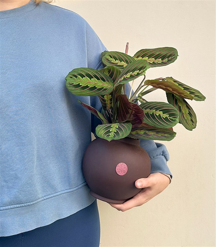 Seramik Saksıda Maranta Bitkisi