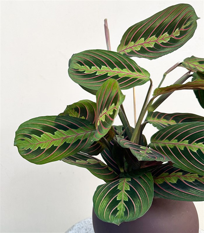 Seramik Saksıda Maranta Bitkisi