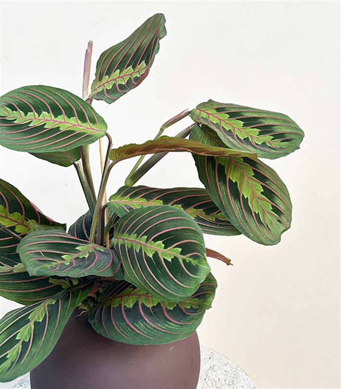 Seramik Saksıda Maranta Bitkisi