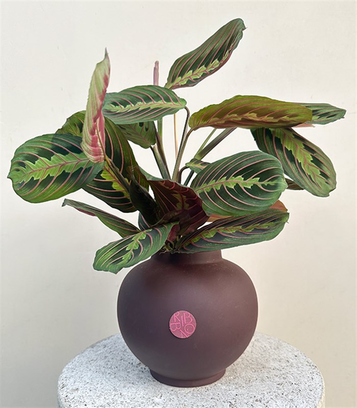 Seramik Saksıda Maranta Bitkisi