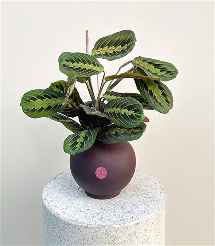 Seramik Saksıda Maranta Bitkisi