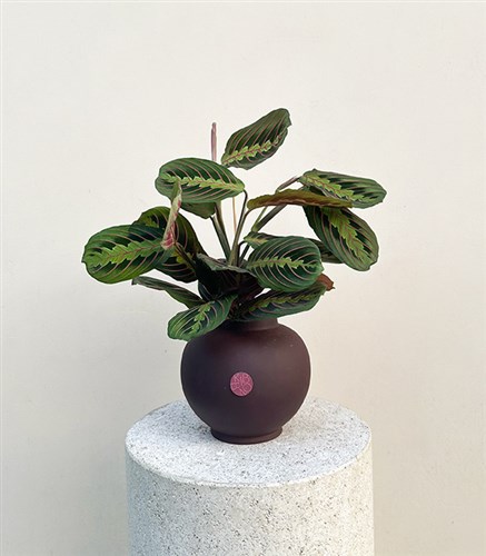 Maranta Plant in Ceramic Pot