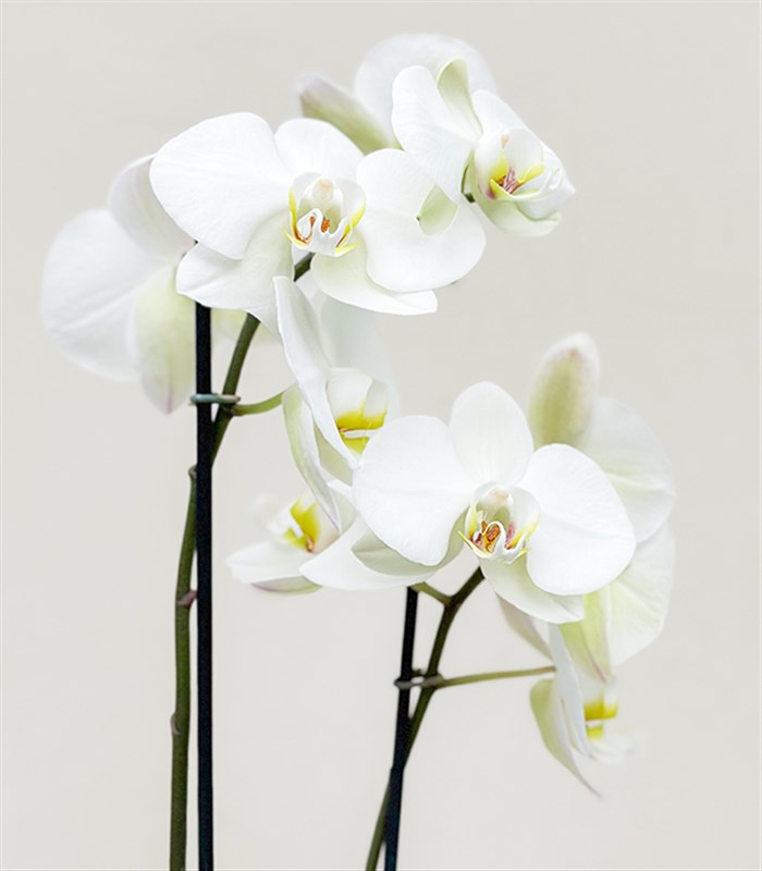 Luxe Bakır Chrome Vazoda Beyaz Orkide 2 Dallı