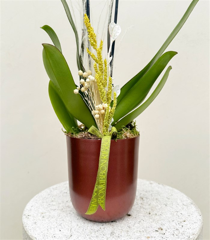 Luxe Bakır Chrome Vazoda Beyaz Orkide 2 Dallı