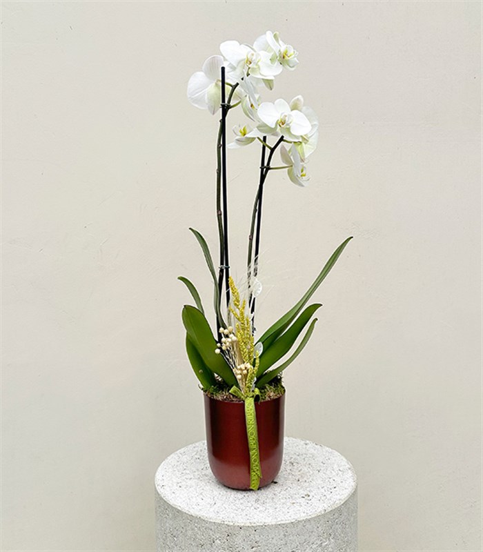 Luxe Bakır Chrome Vazoda Beyaz Orkide 2 Dallı