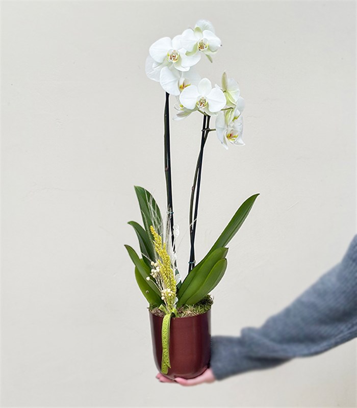 Luxe Bakır Chrome Vazoda Beyaz Orkide 2 Dallı