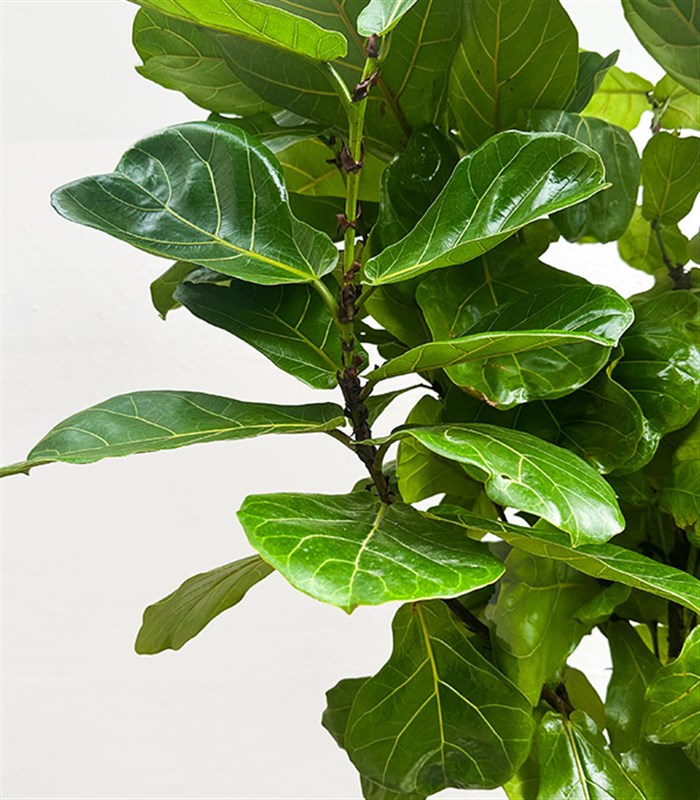 Ficus Lyrata Beyaz Seramik Saksıda Kauçuk Bitkisi