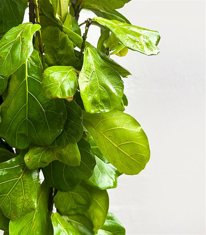 Ficus Lyrata Beyaz Seramik Saksıda Kauçuk Bitkisi