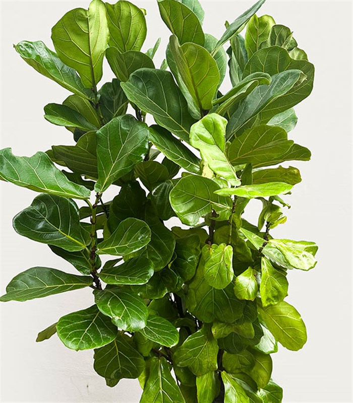 Ficus Lyrata Beyaz Seramik Saksıda Kauçuk Bitkisi