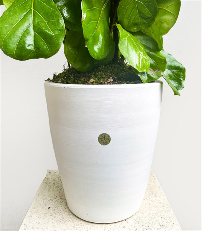 Ficus Lyrata Beyaz Seramik Saksıda Kauçuk Bitkisi