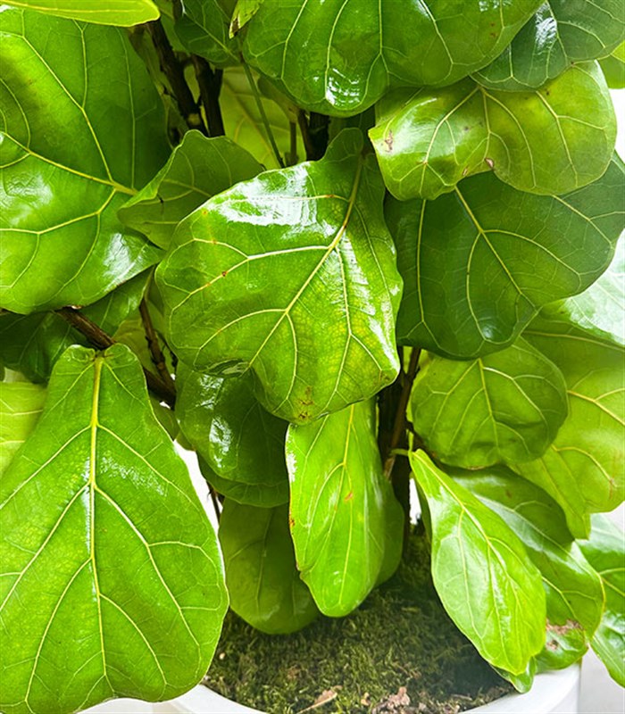 Ficus Lyrata Beyaz Seramik Saksıda Kauçuk Bitkisi