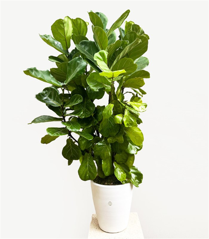 Ficus Lyrata Beyaz Seramik Saksıda Kauçuk Bitkisi