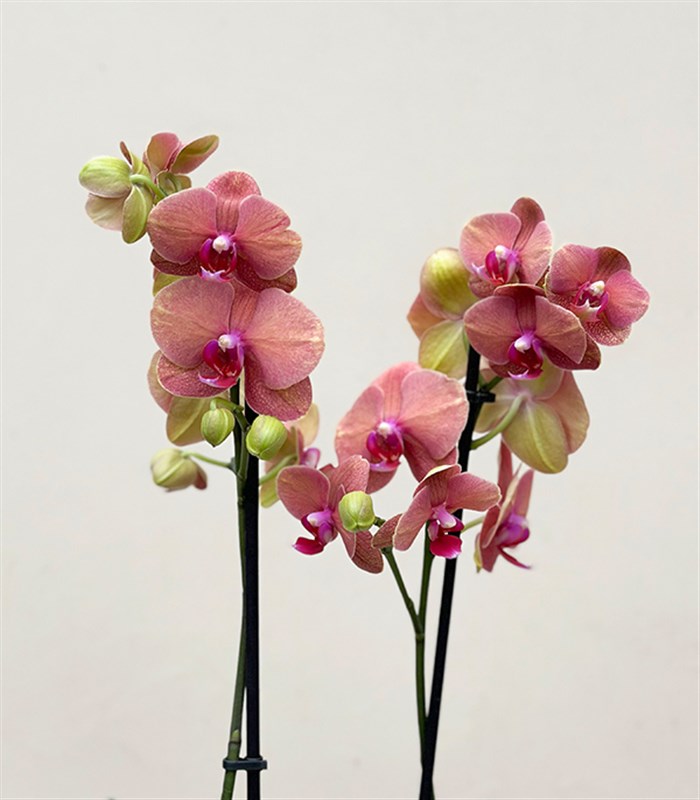 Luxe Bakır Chrome Vazoda Narçiçeği Orkide 2 Dallı