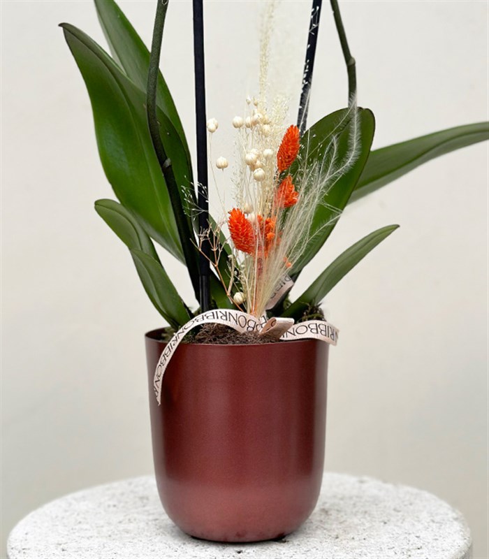 Luxe Bakır Chrome Vazoda Narçiçeği Orkide 2 Dallı