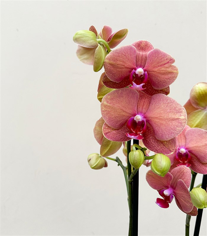 Luxe Bakır Chrome Vazoda Narçiçeği Orkide 2 Dallı