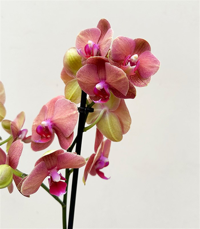 Luxe Bakır Chrome Vazoda Narçiçeği Orkide 2 Dallı