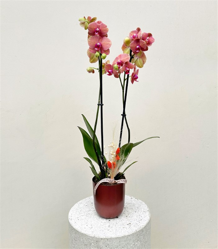 Luxe Bakır Chrome Vazoda Narçiçeği Orkide 2 Dallı