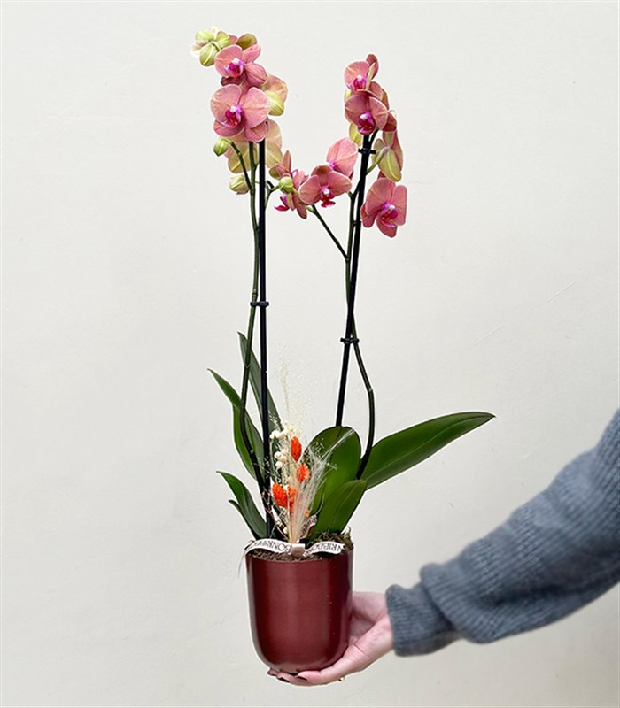 Luxe Bakır Chrome Vazoda Narçiçeği Orkide 2 Dallı