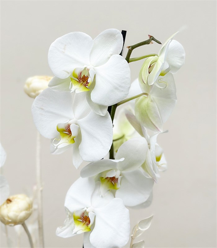 Luxe Pudra Seramik Vazoda Beyaz Orkide 2 Dallı