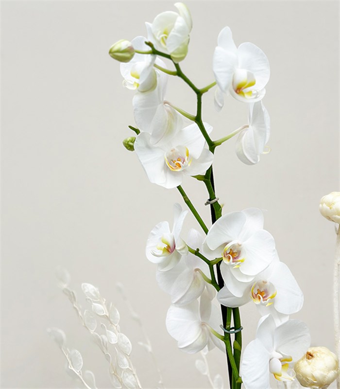 Luxe Pudra Seramik Vazoda Beyaz Orkide 2 Dallı