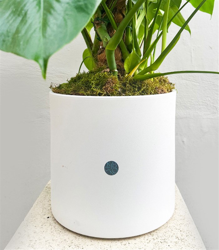 Monstera Deliciosa Beyaz Seramik Saksıda Deve Tabanı Deluxe 150 cm