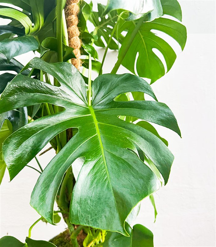 Monstera Deliciosa Beyaz Seramik Saksıda Deve Tabanı Deluxe 150 cm