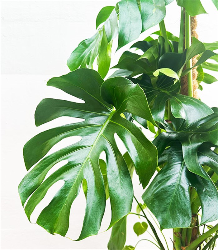 Monstera Deliciosa Beyaz Seramik Saksıda Deve Tabanı Deluxe 150 cm