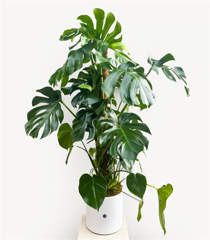 Monstera Deliciosa Beyaz Seramik Saksıda Deve Tabanı Deluxe 150 cm
