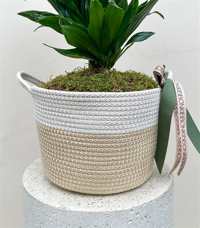 Hasır Sepette Dracaena Compacta Bitkisi