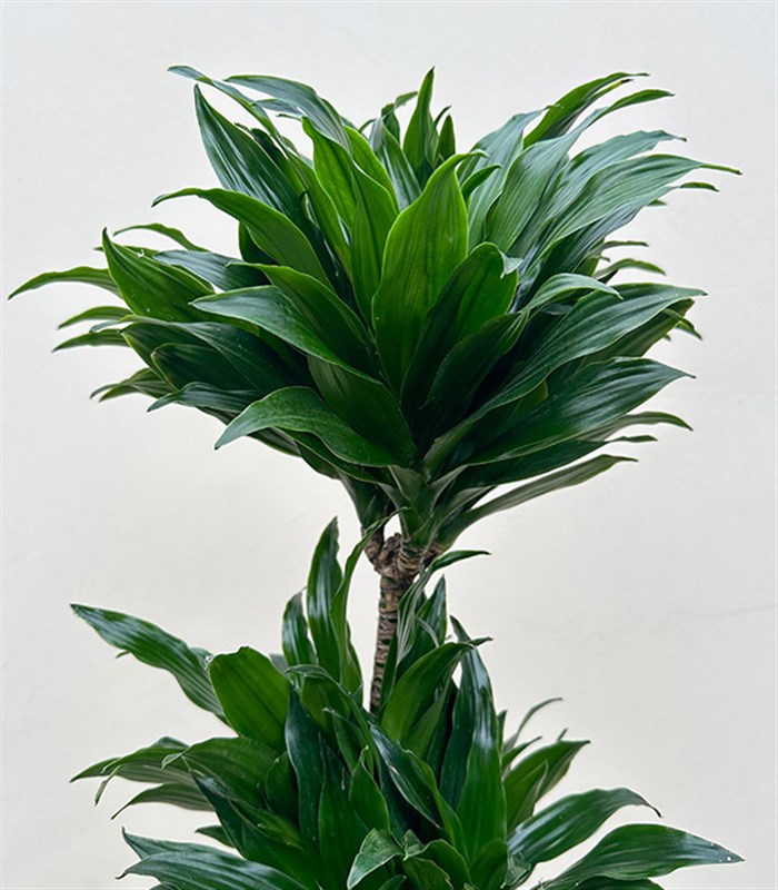 Hasır Sepette Dracaena Compacta Bitkisi