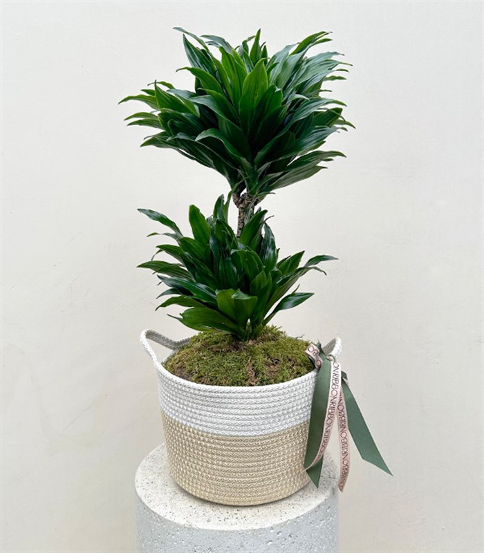 Hasır Sepette Dracaena Compacta Bitkisi