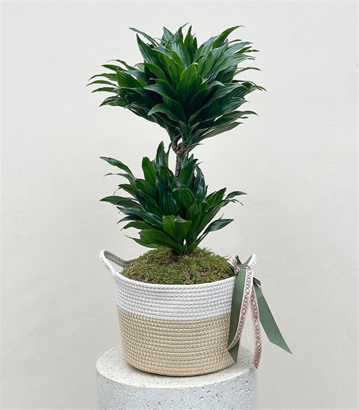Hasır Sepette Dracaena Compacta Bitkisi