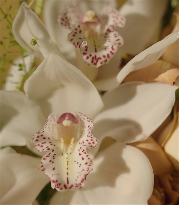 Roses of Antoinette Seramik Vazoda Cappucino Gül Aranjmanı