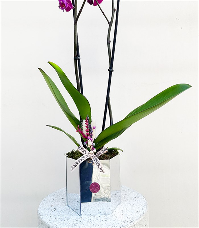 Luxe Silver Vazoda Orkide Fuşya 2 Dallı