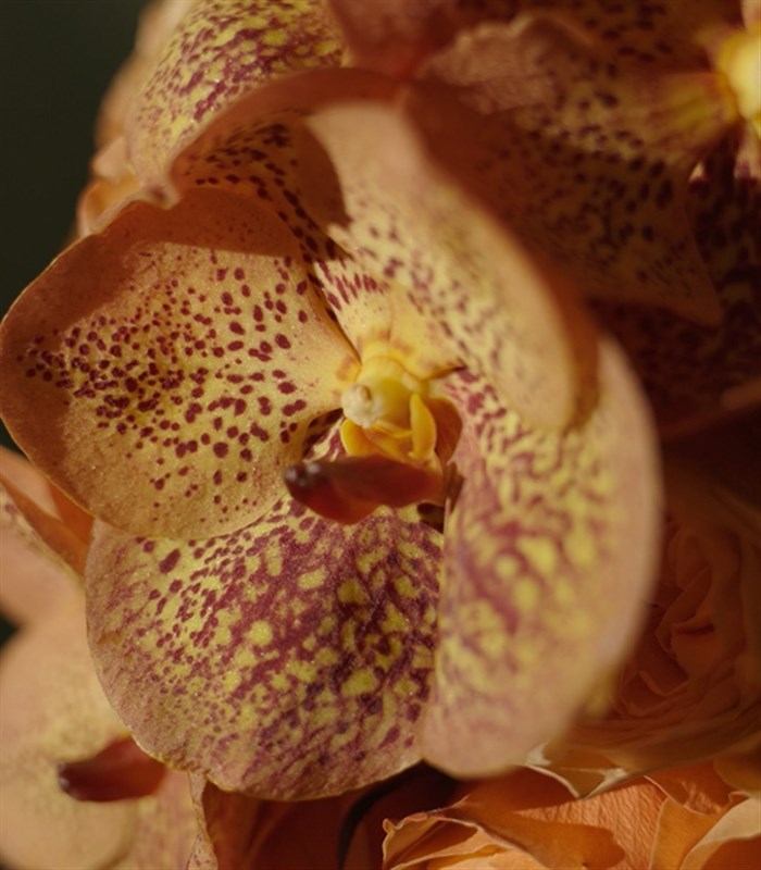 Soleil Deluxe Panoramik 101 Somon Gül Aranjmanı