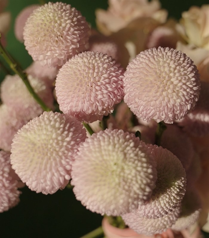 Tendresse Deluxe Pembe Gül Anastasya Buketi