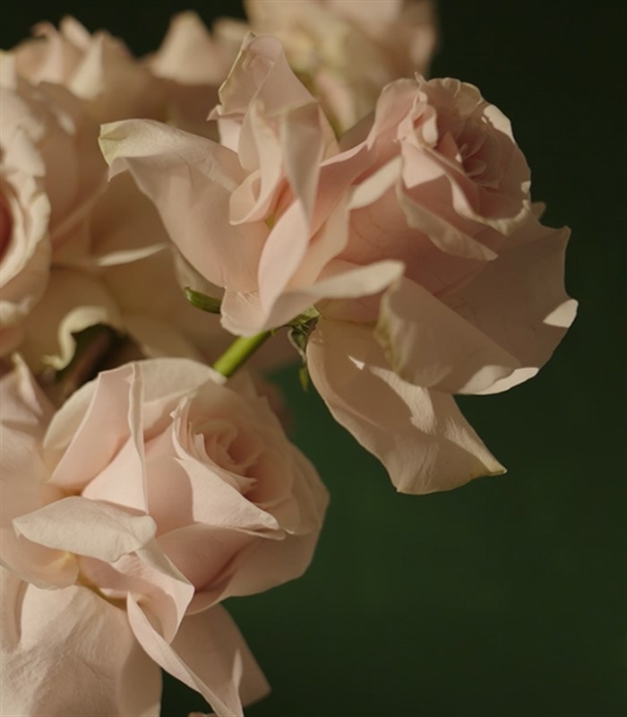 Tendresse Deluxe Pembe Gül Anastasya Buketi