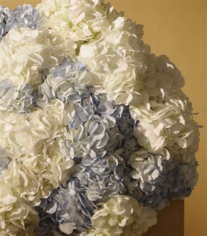 Douceur Grand Deluxe Mavi Ortanca Beyaz Ortanca Buketi