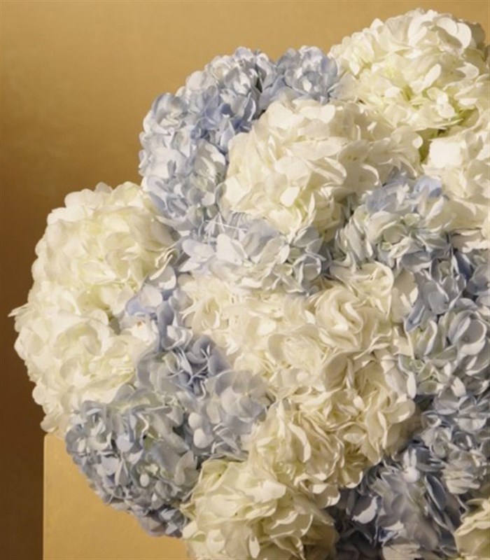 Douceur Grand Deluxe Mavi Ortanca Beyaz Ortanca Buketi