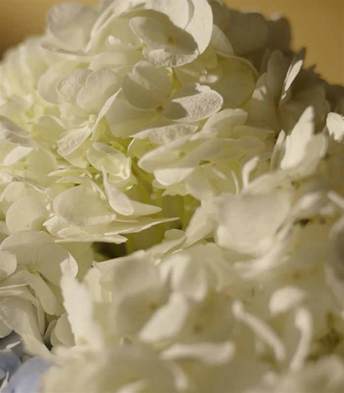 Douceur Grand Deluxe Mavi Ortanca Beyaz Ortanca Buketi