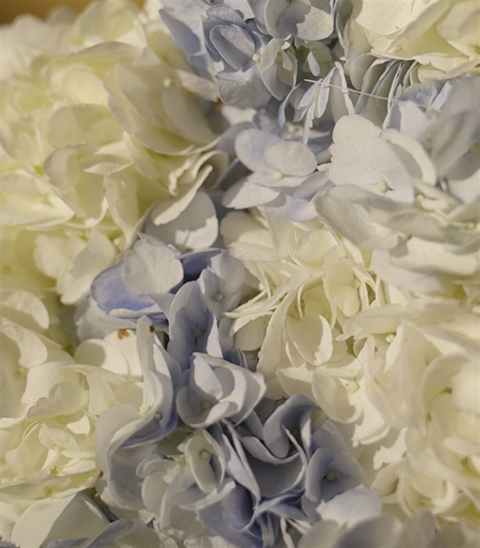 Douceur Grand Deluxe Mavi Ortanca Beyaz Ortanca Buketi