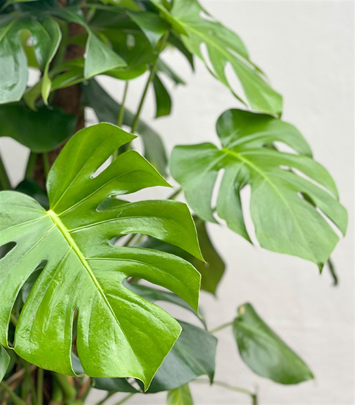 Monstera Deliciosa Seramik Saksıda Deve Tabanı Deluxe 150 cm