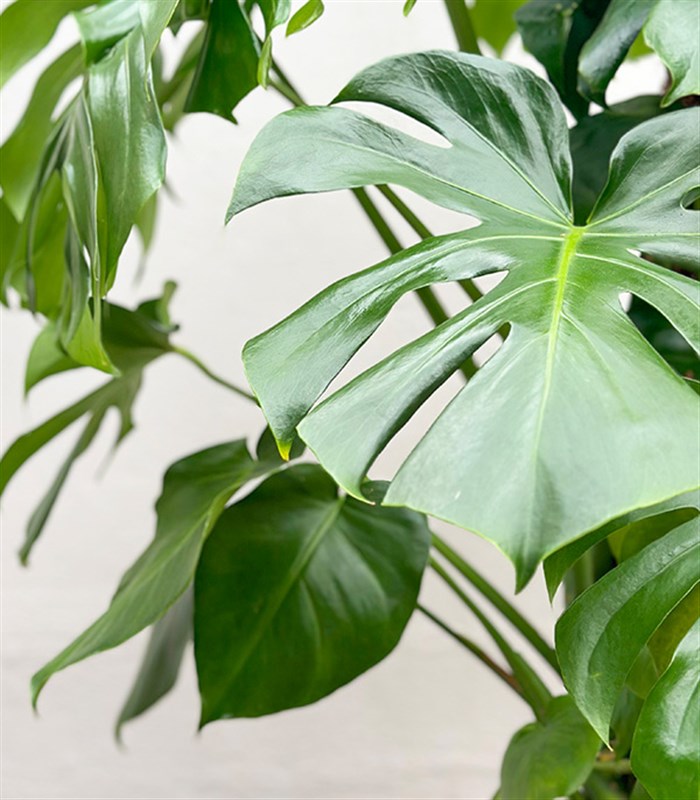 Monstera Deliciosa Seramik Saksıda Deve Tabanı Deluxe 150 cm
