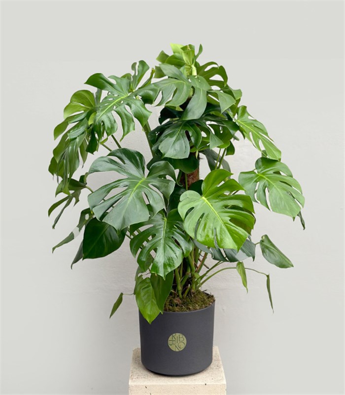 Monstera Deliciosa Seramik Saksıda Deve Tabanı Deluxe 150 cm