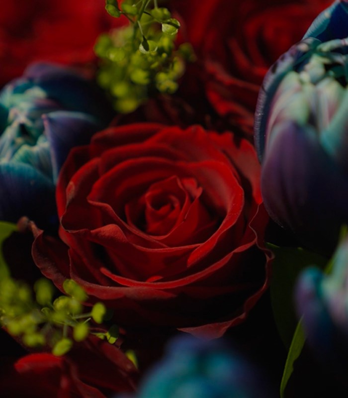 Henrietta Grand Deluxe 20 Kırmızı Gül 30 Galaksi Lale Buketi