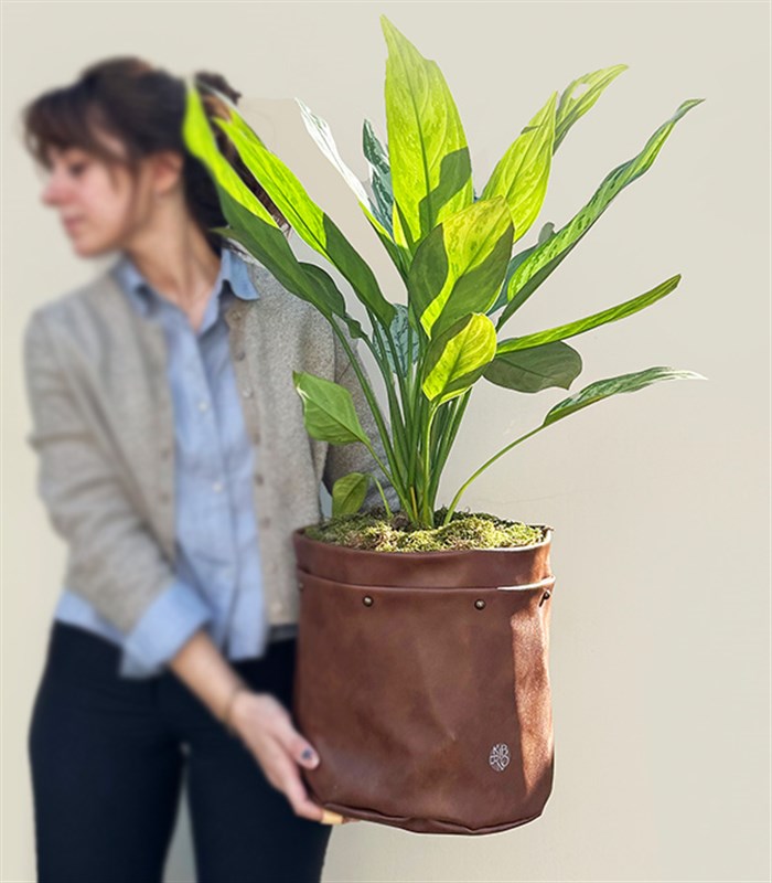 Kahverengi Deri Saksıda Aglaonema Silver Queen Çin Herdemyeşili Bitkisi